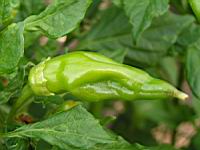 Piment - Capsicum baccatum L. - variete Aji Amarillo (Perou) (3) (Photo F. Mrugala)